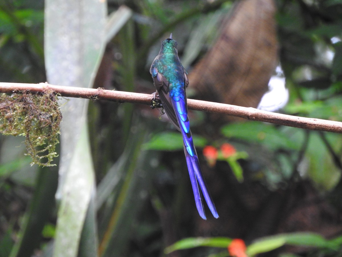 Violet-tailed Sylph - ML619766237