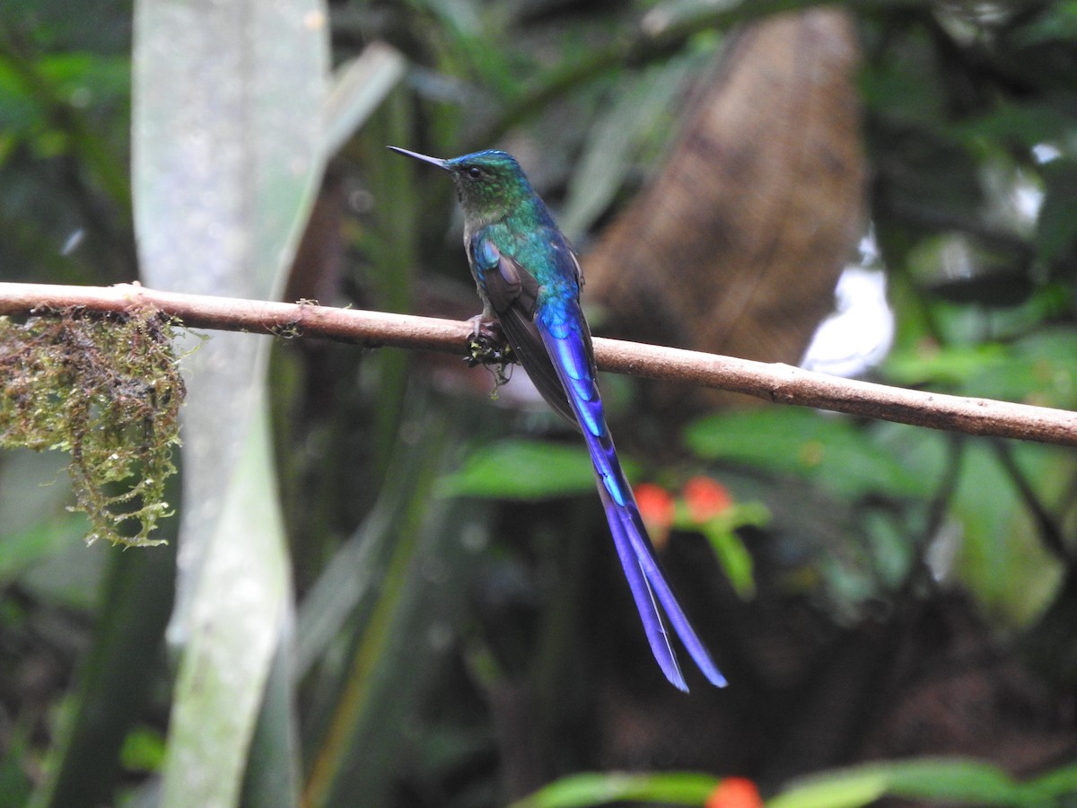 Violet-tailed Sylph - ML619766238