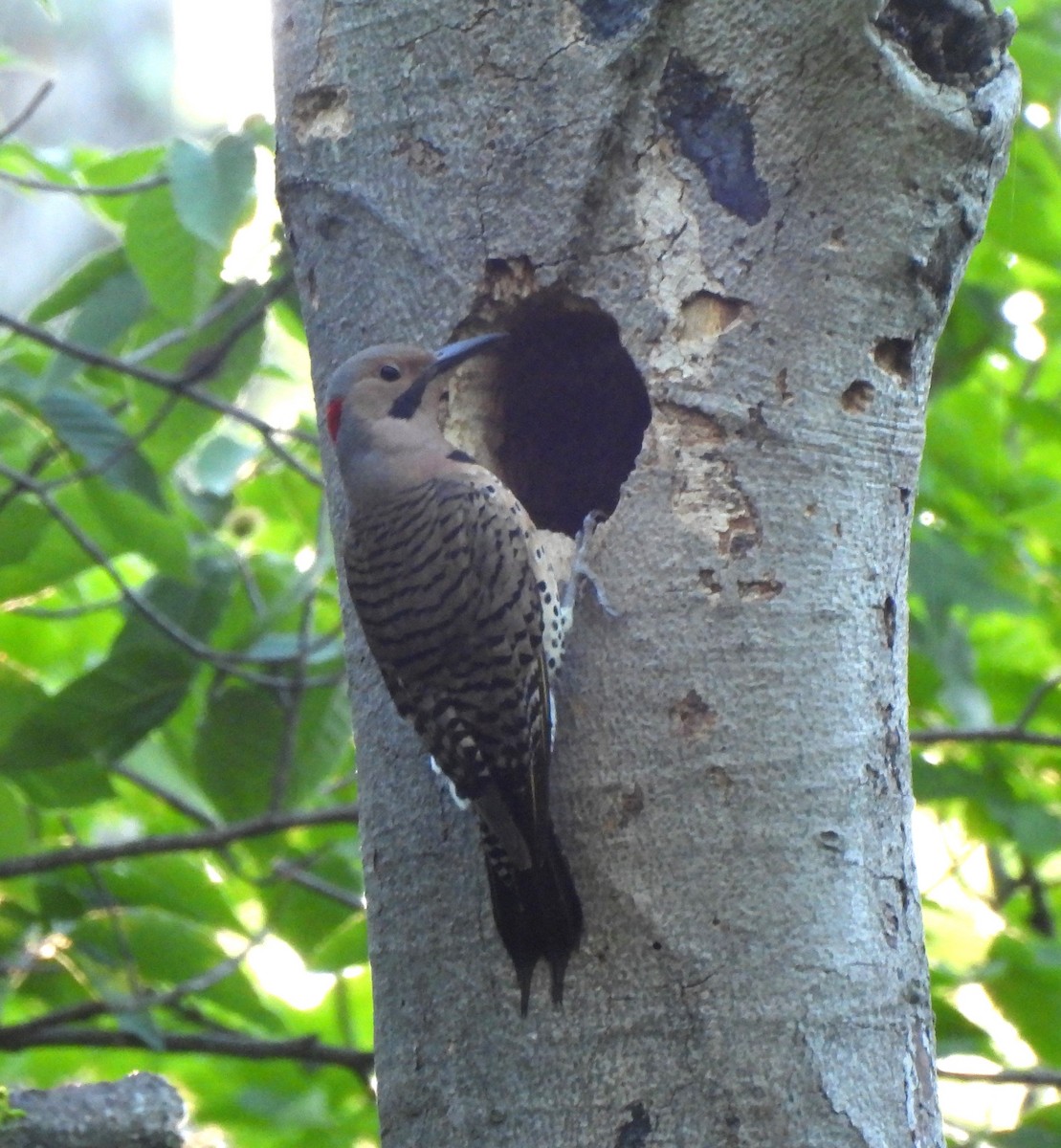 Northern Flicker (Yellow-shafted) - ML619766239