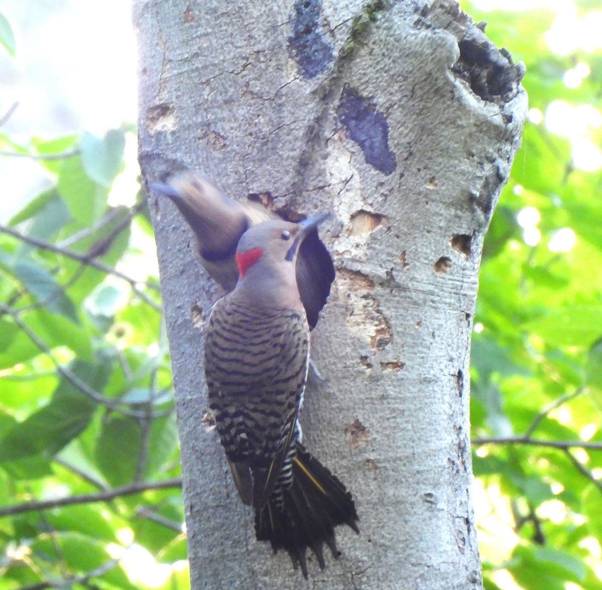 Northern Flicker (Yellow-shafted) - ML619766240