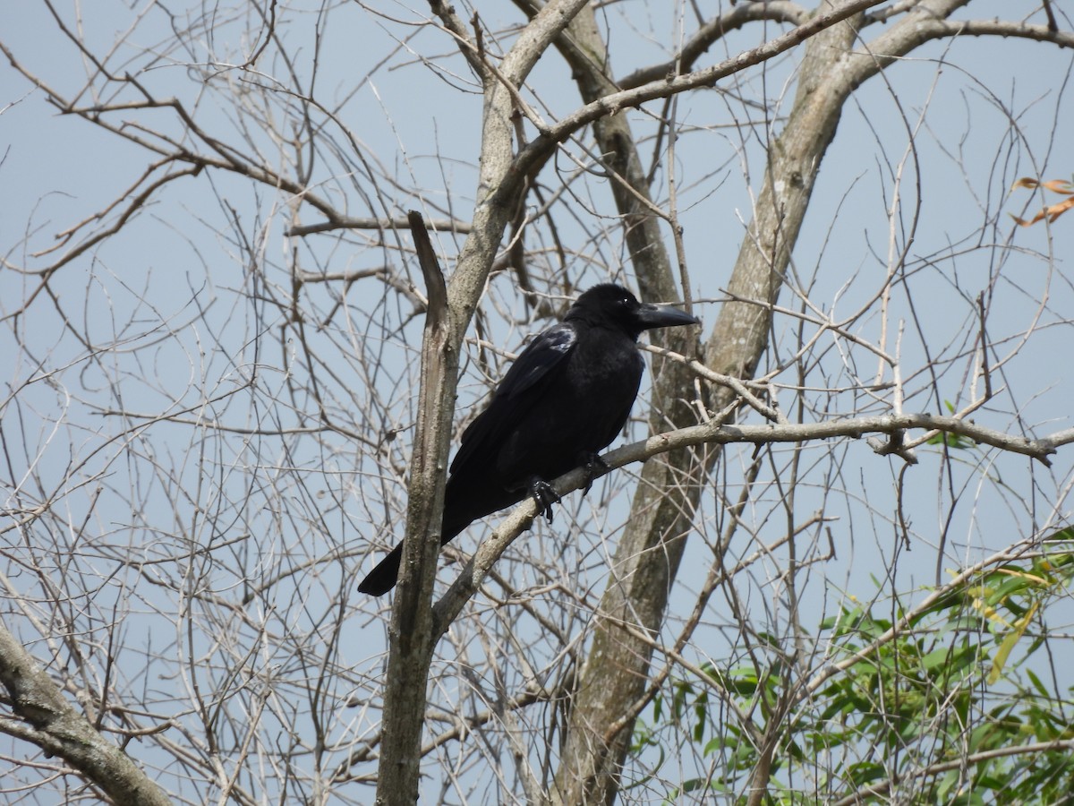 Large-billed Crow - ML619766295