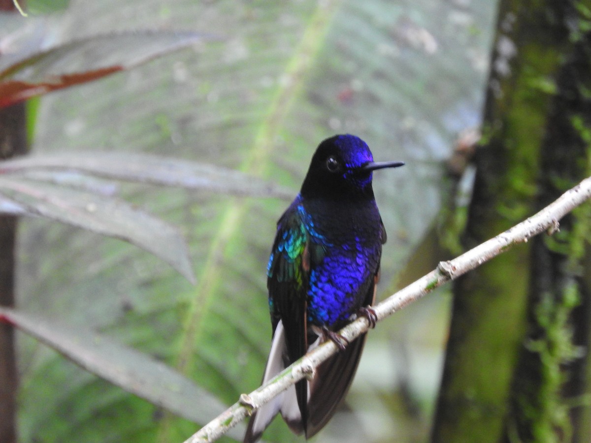 kolibřík hyacintový - ML619766303