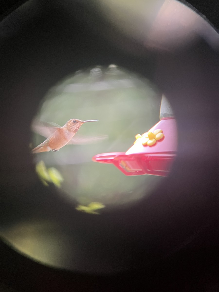 Rufous Hummingbird - ML619766386