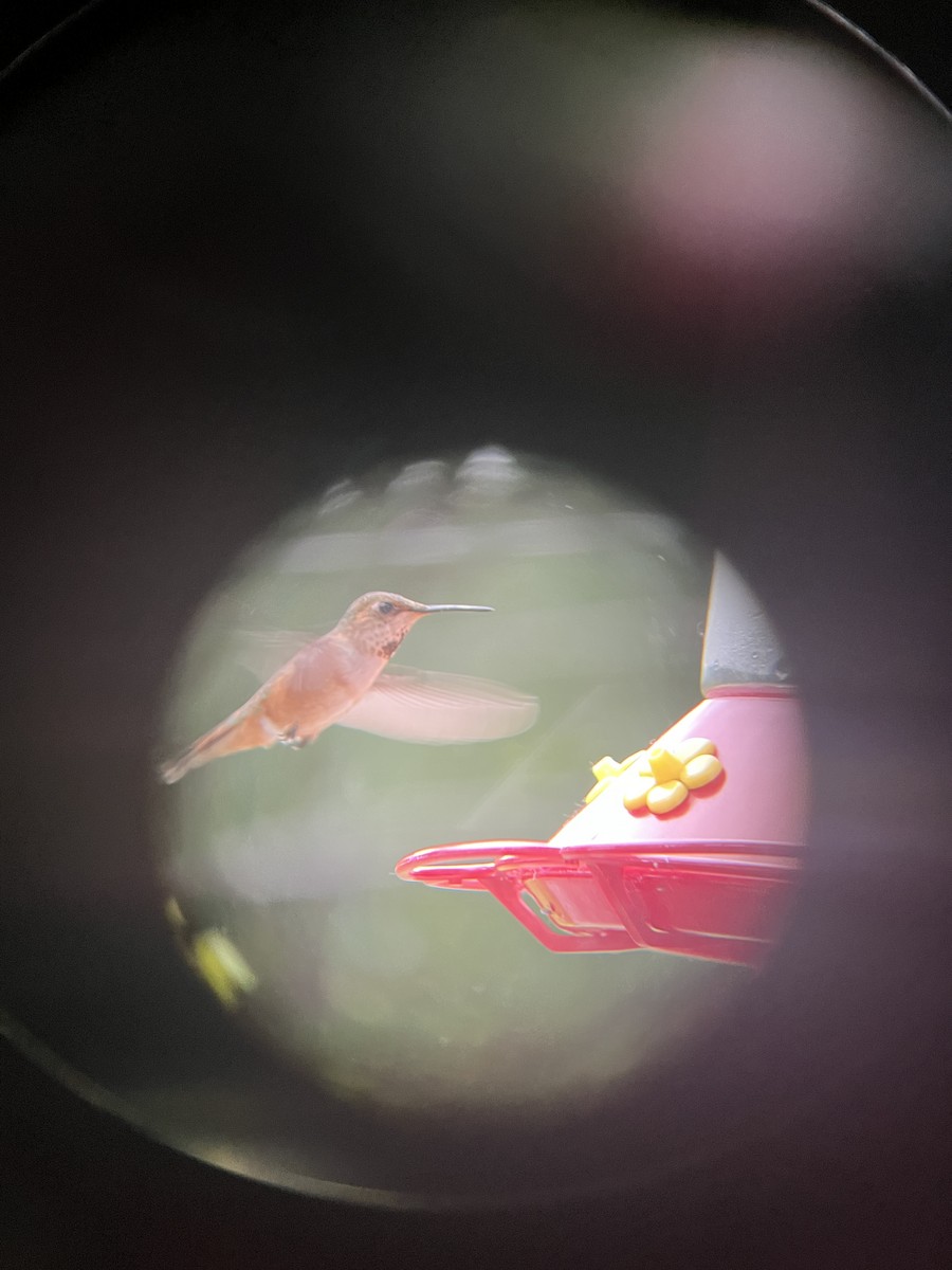 Rufous Hummingbird - ML619766387