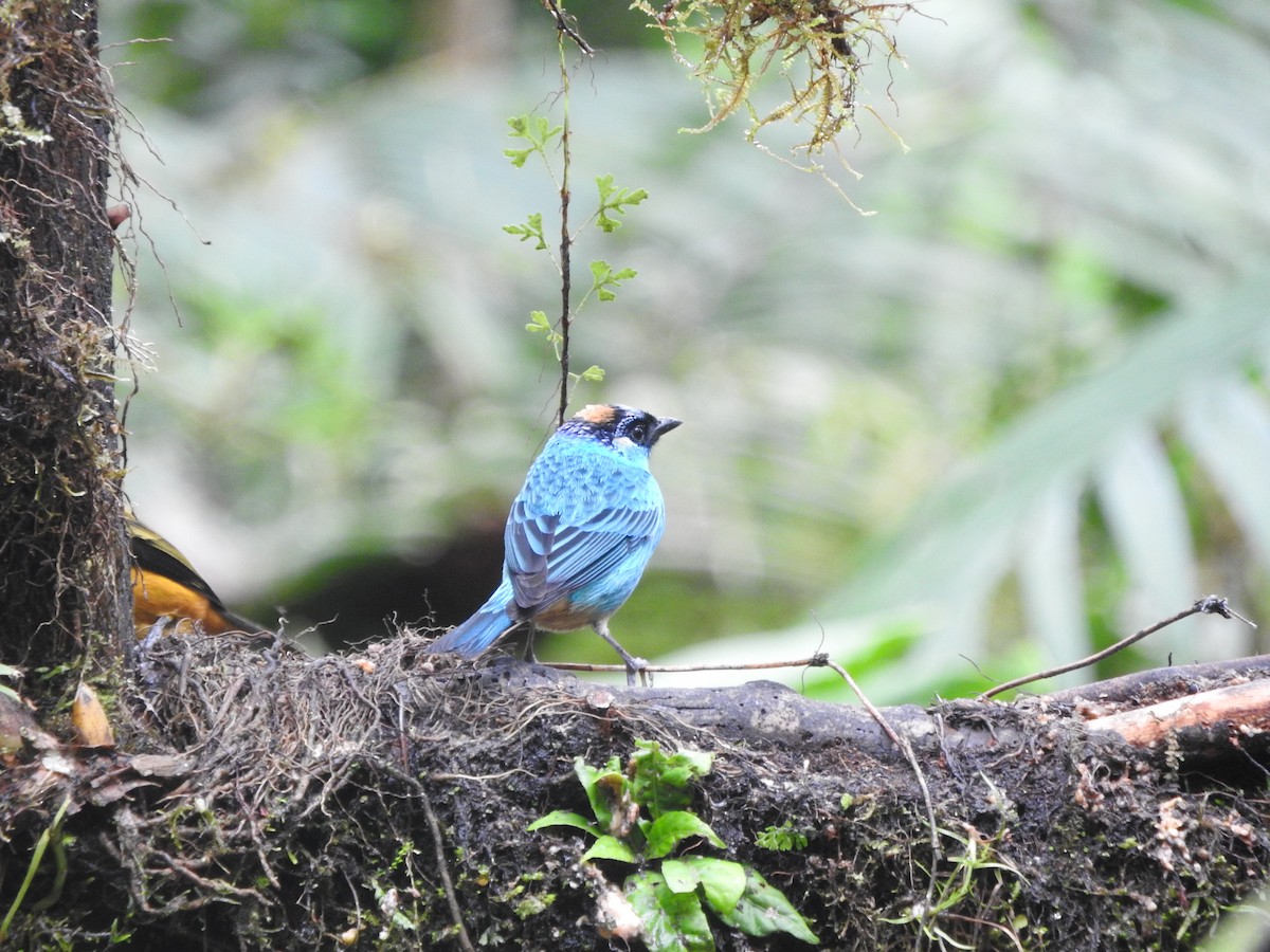 Golden-naped Tanager - ML619766492
