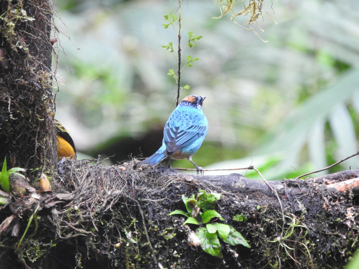 Golden-naped Tanager - ML619766493