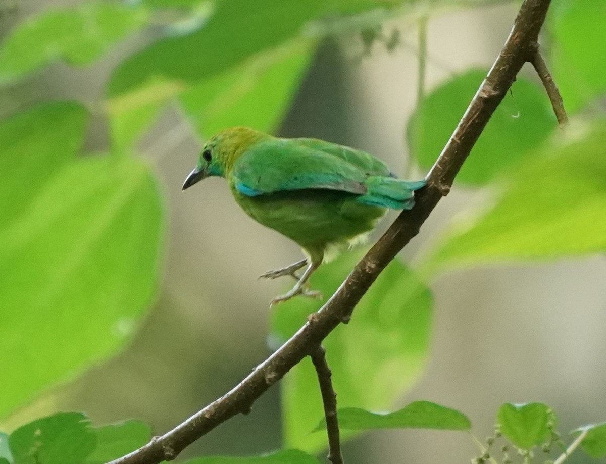 Blue-winged Leafbird - ML619766497