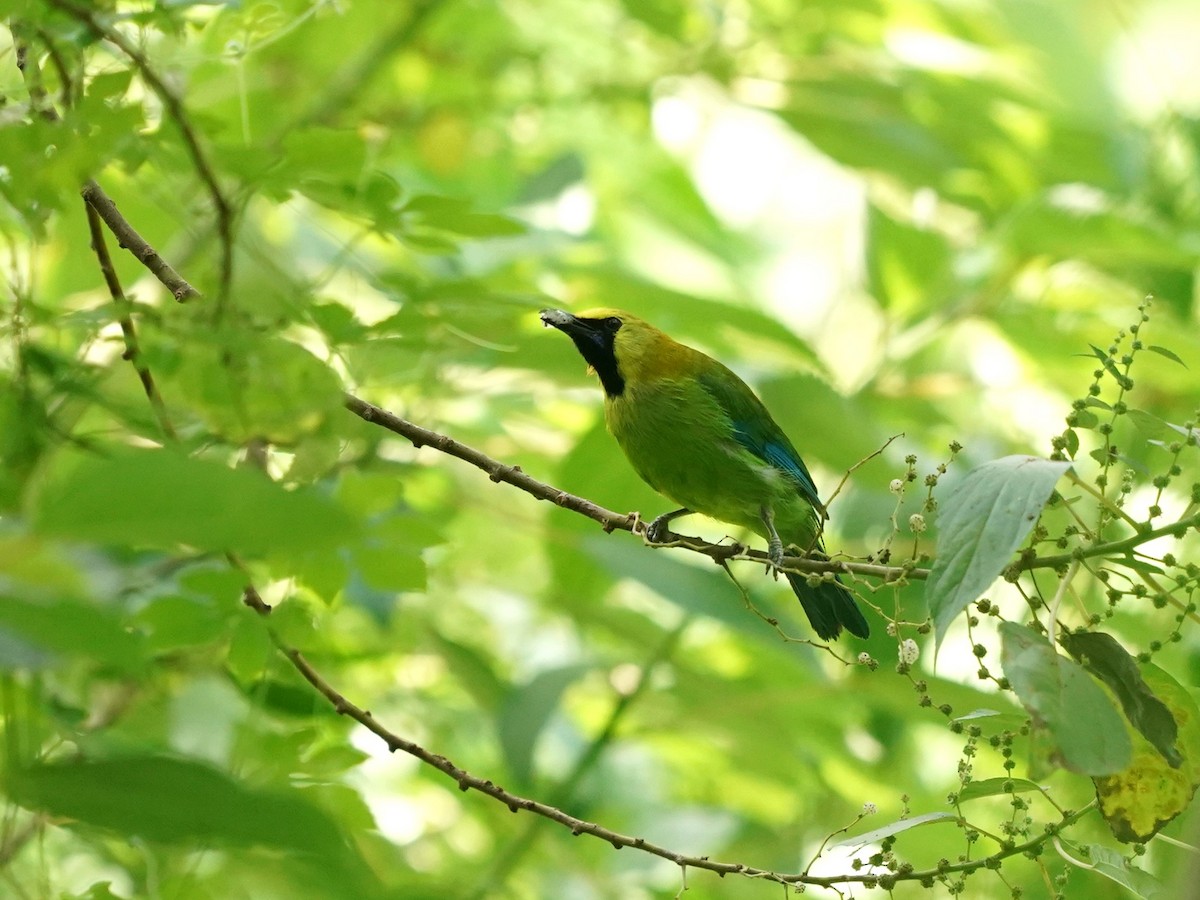 Blue-winged Leafbird - ML619766500