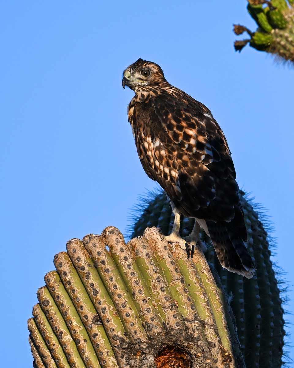 Red-tailed Hawk - ML619766507