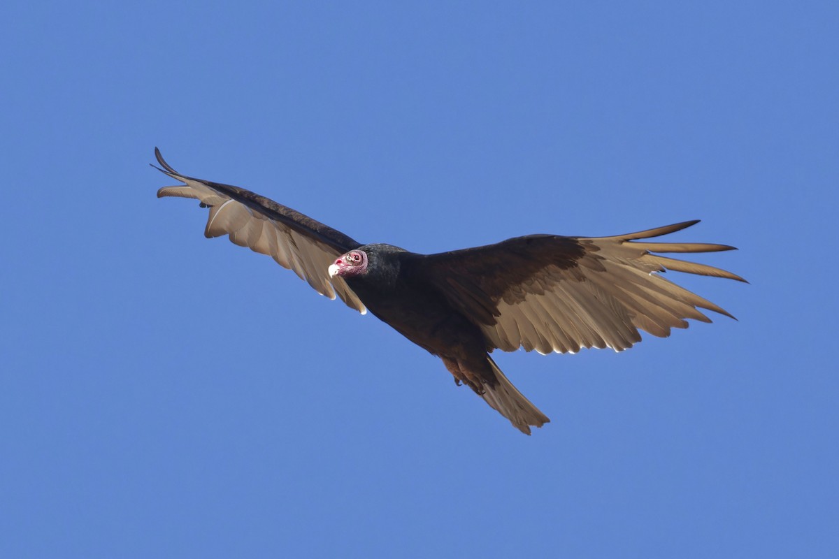 Turkey Vulture - ML619766512