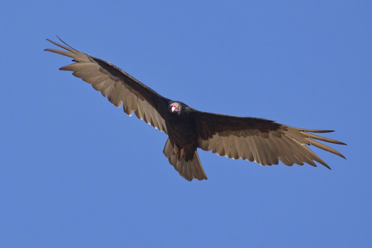 Turkey Vulture - ML619766513