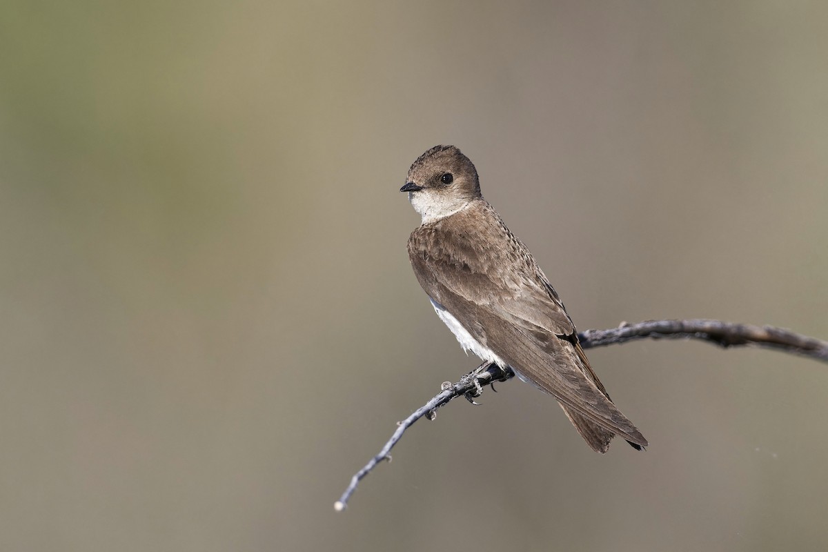 Northern Rough-winged Swallow - ML619766563