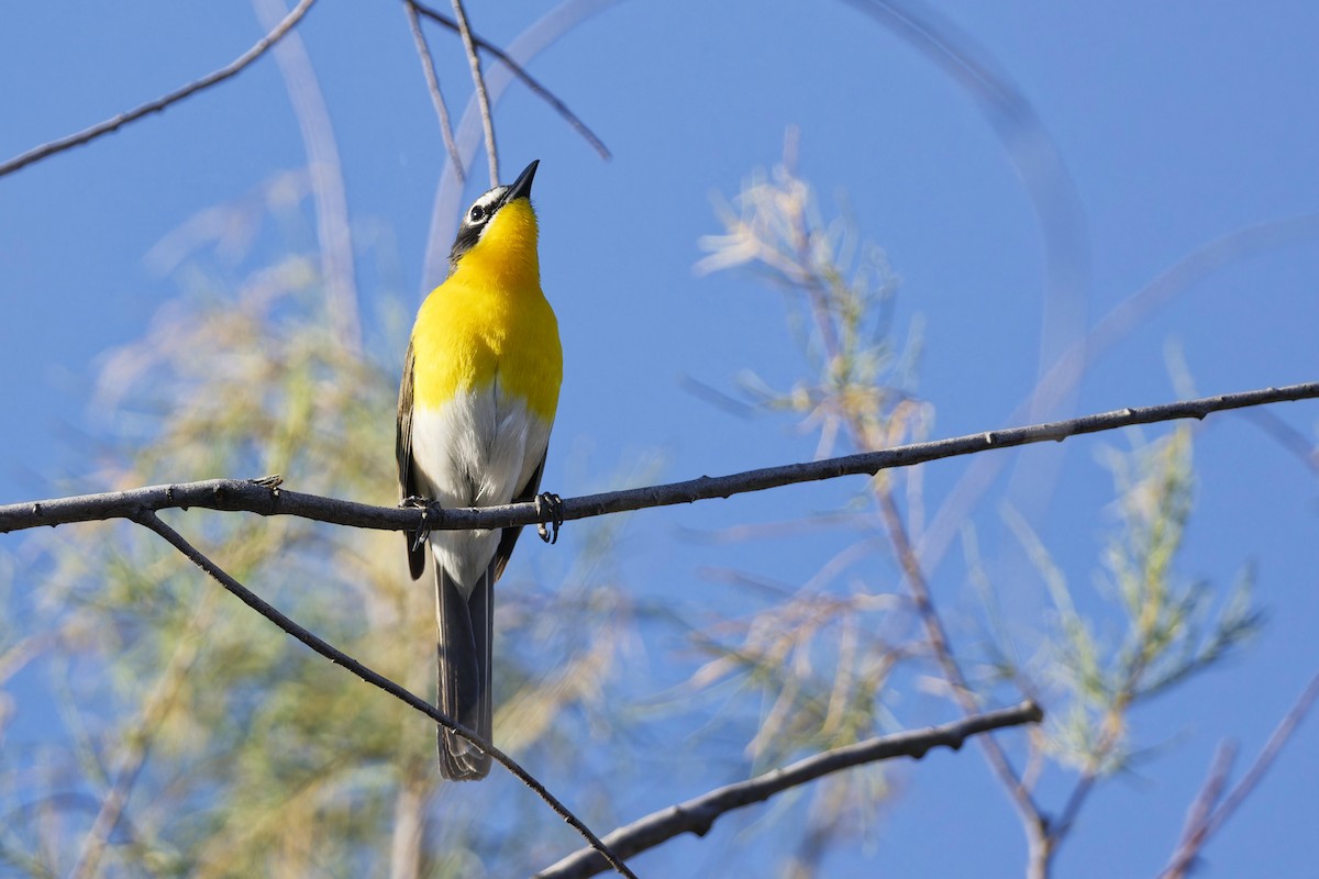Yellow-breasted Chat - ML619766570