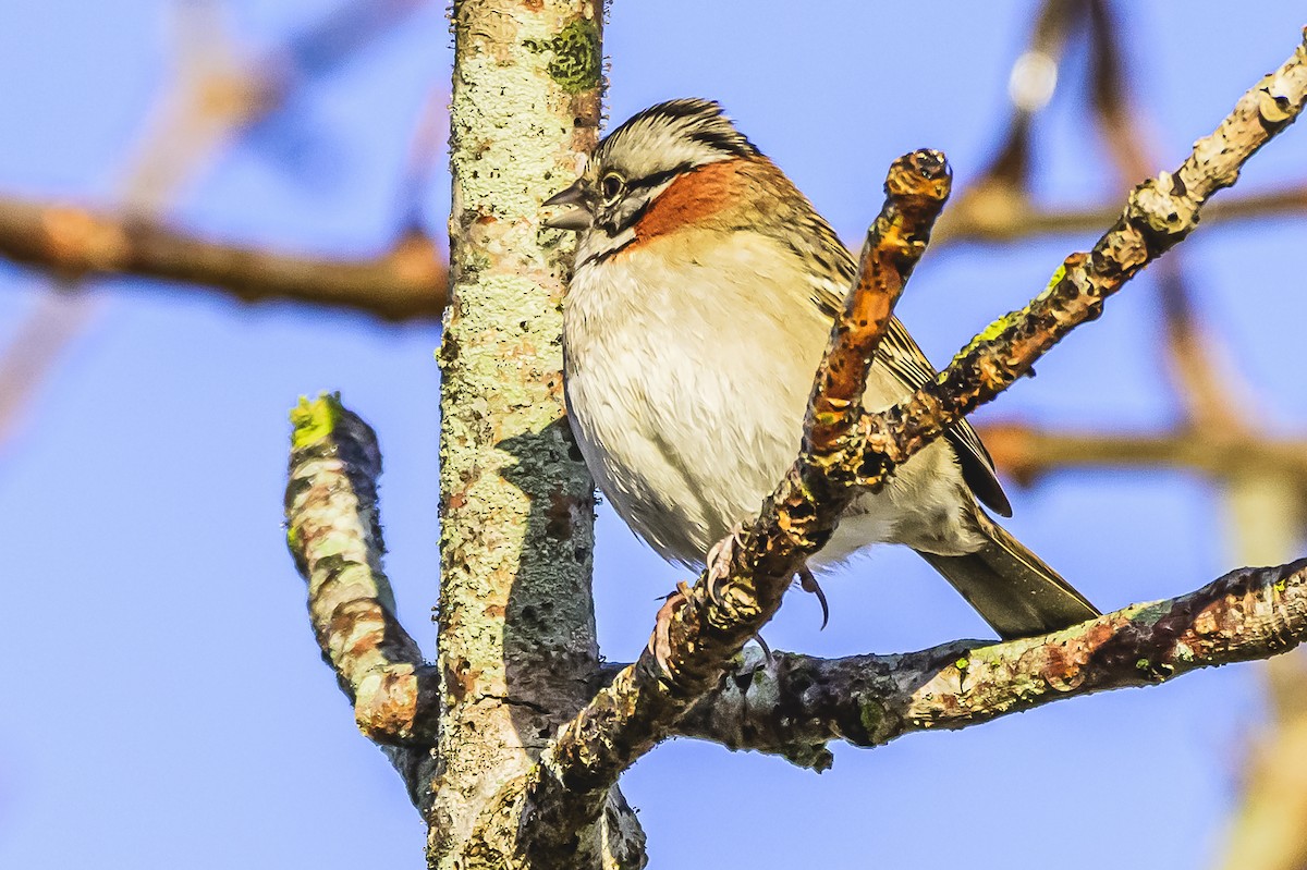 Rufous-collared Sparrow - ML619766578