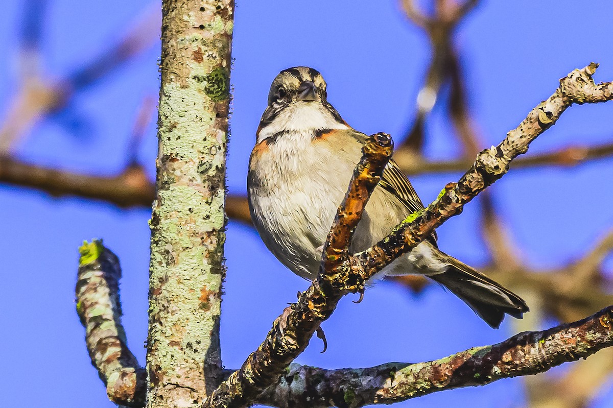 Rufous-collared Sparrow - ML619766582