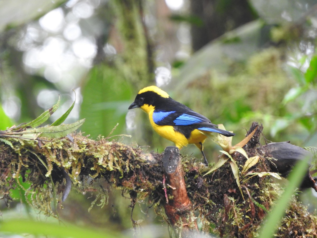 Blue-winged Mountain Tanager - ML619766604