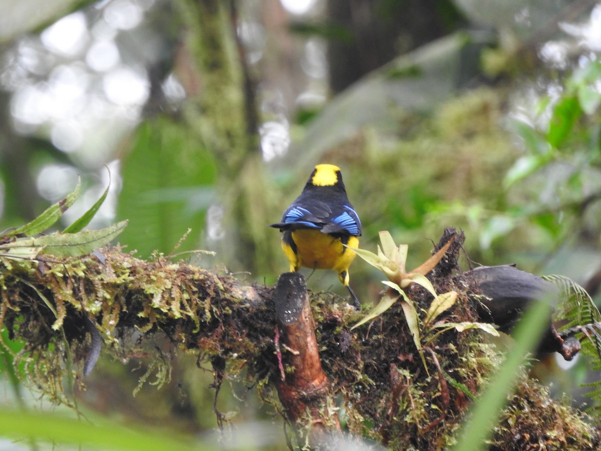 Blue-winged Mountain Tanager - ML619766605