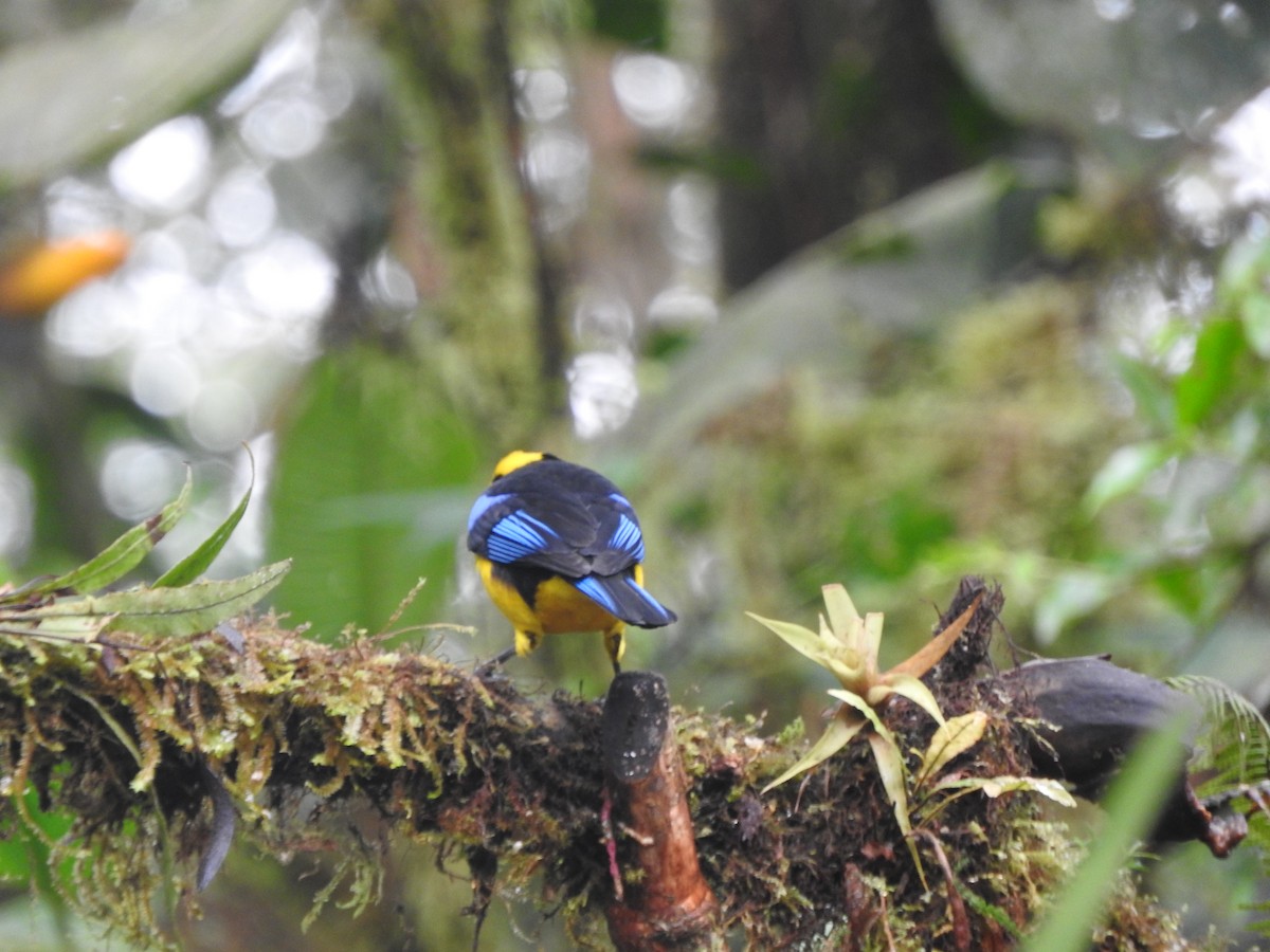 Blue-winged Mountain Tanager - ML619766606