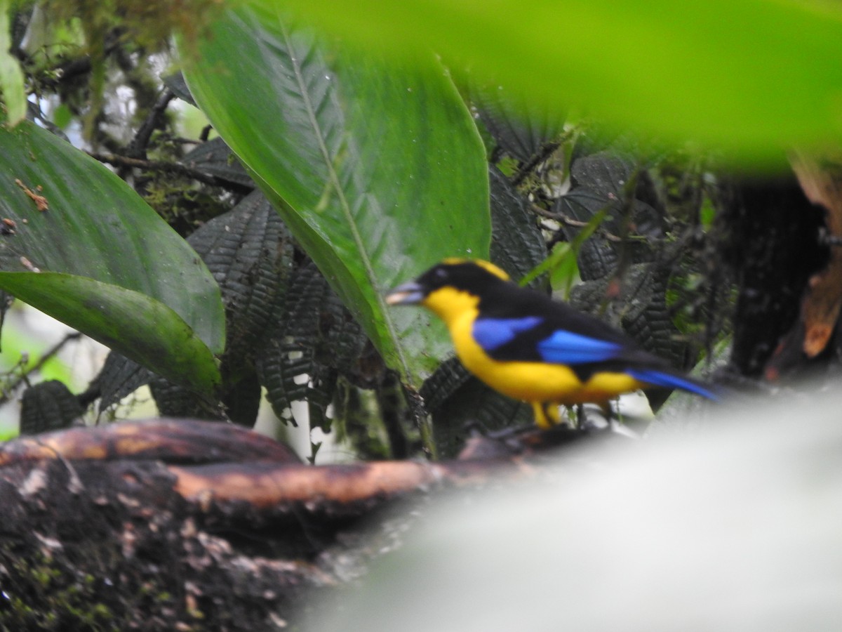 Blue-winged Mountain Tanager - ML619766607