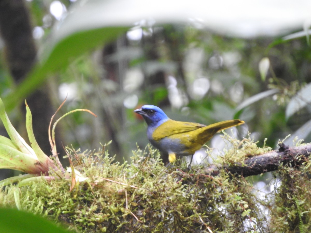 Blue-capped Tanager - ML619766612