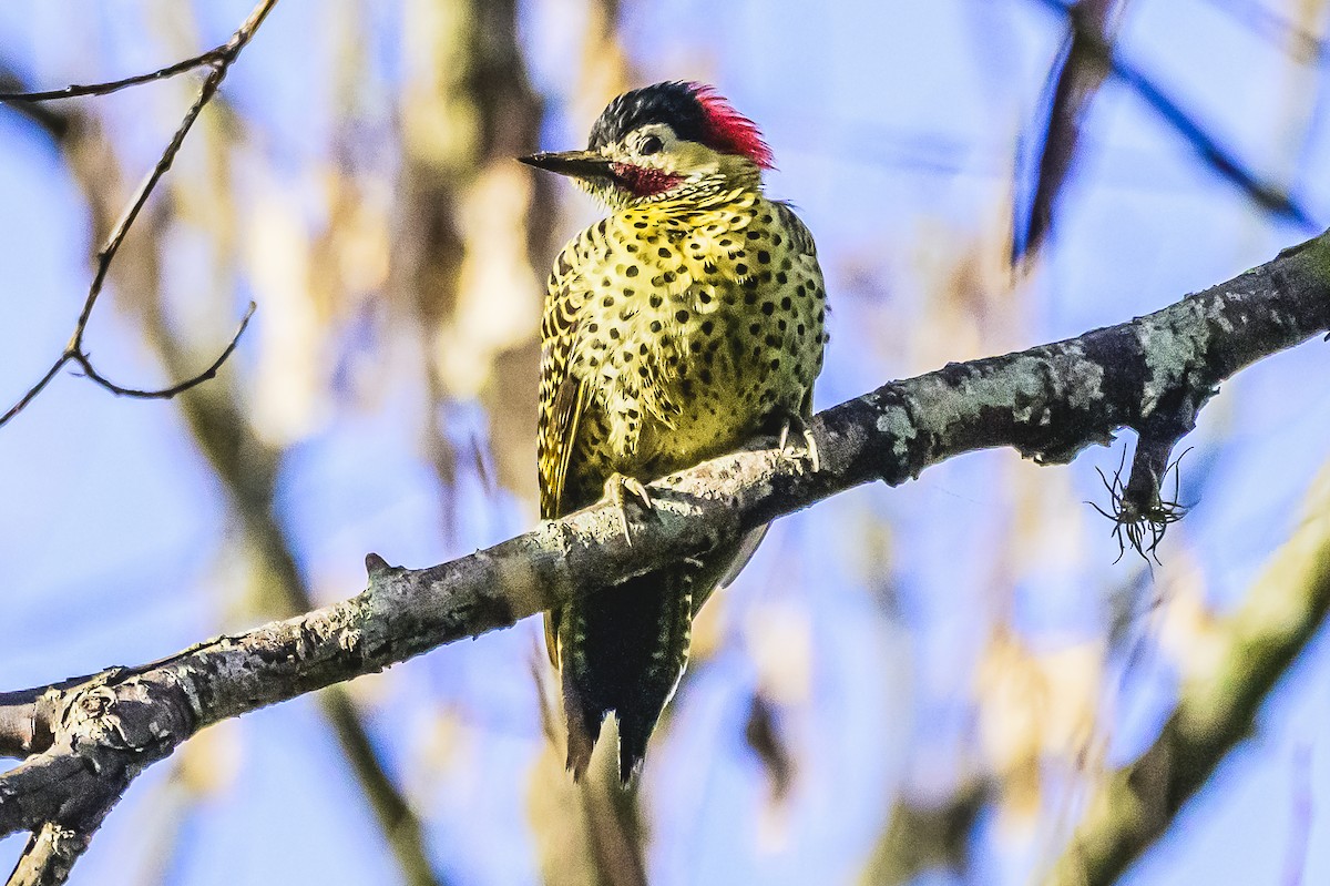 Green-barred Woodpecker - ML619766625