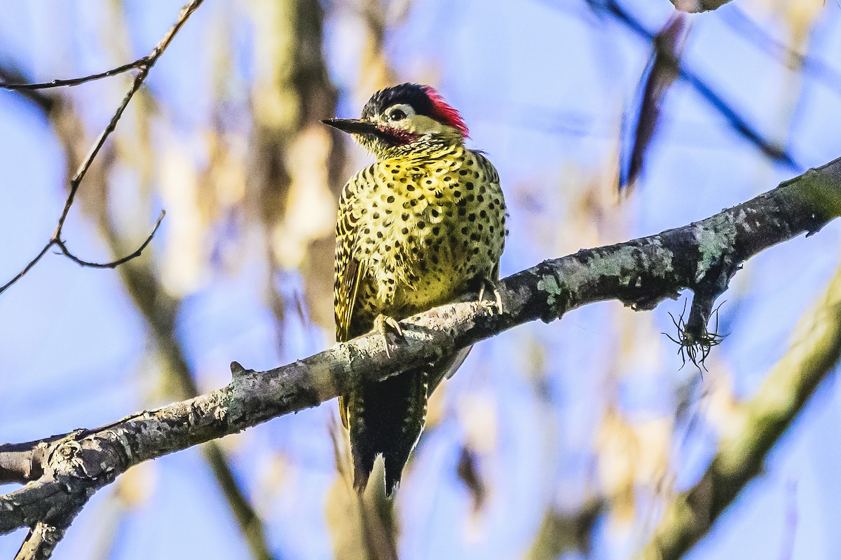 Green-barred Woodpecker - ML619766626