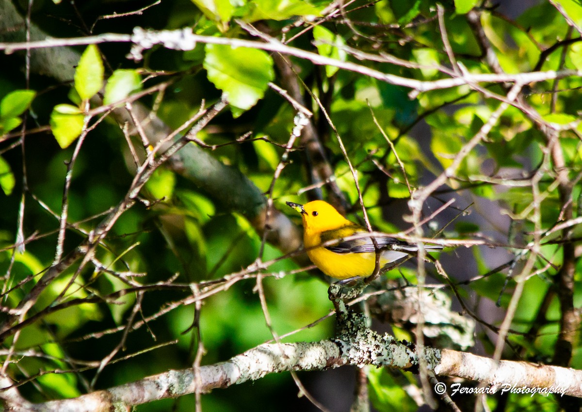 Prothonotary Warbler - ML619766640