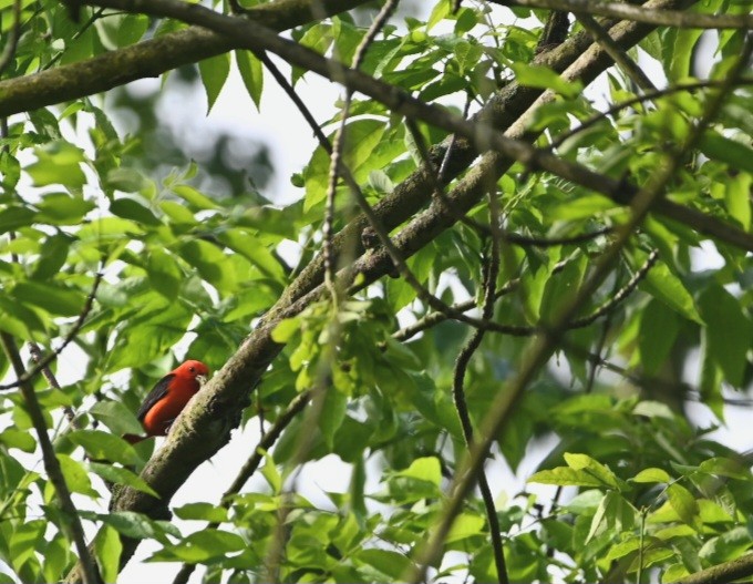 Scarlet Tanager - ML619766641