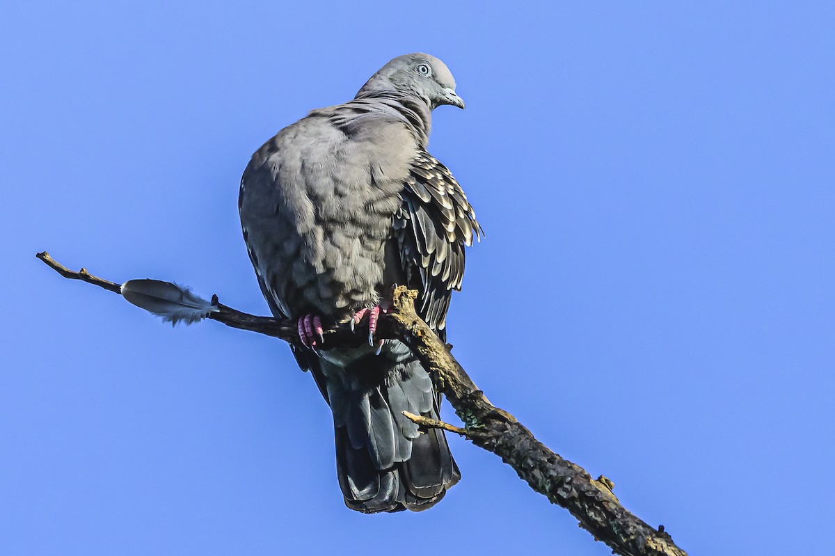 Spot-winged Pigeon - ML619766656