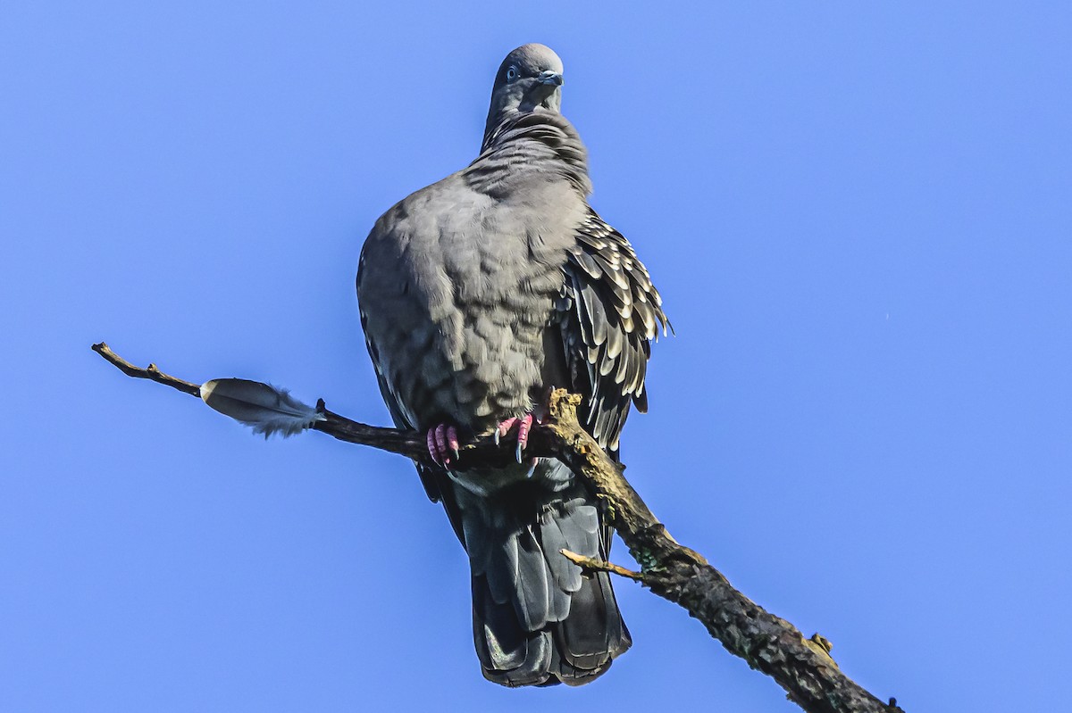 Spot-winged Pigeon - ML619766657