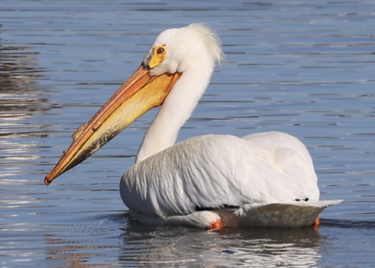 eBird Checklist 28 May 2024 South Platte ParkCooley Lake (limited