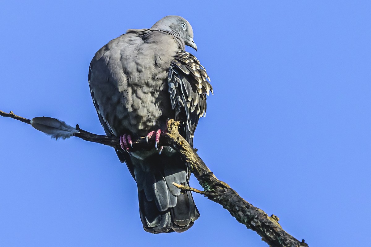 Spot-winged Pigeon - ML619766659