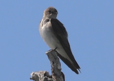Northern Rough-winged Swallow - ML619766706