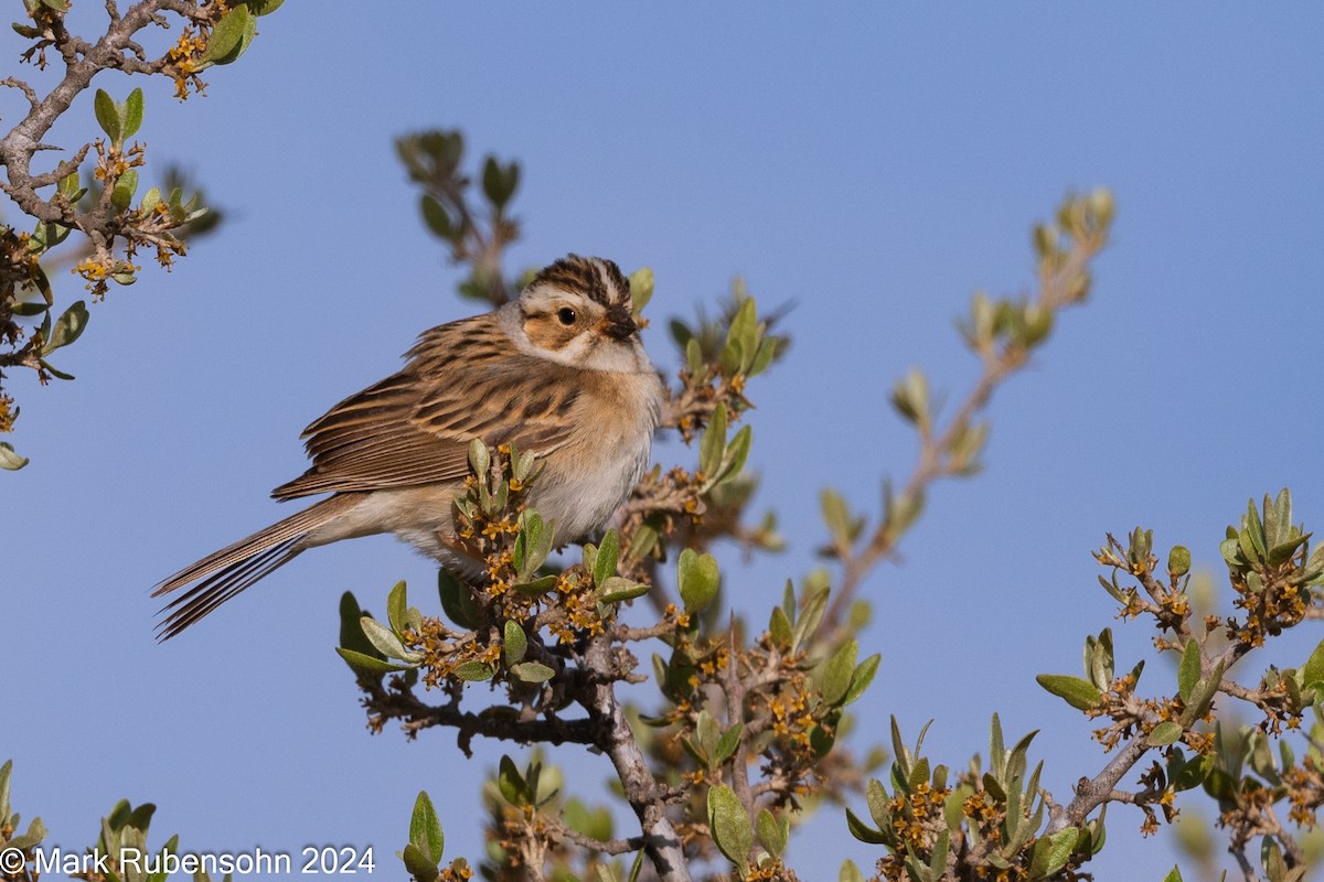Clay-colored Sparrow - ML619766707