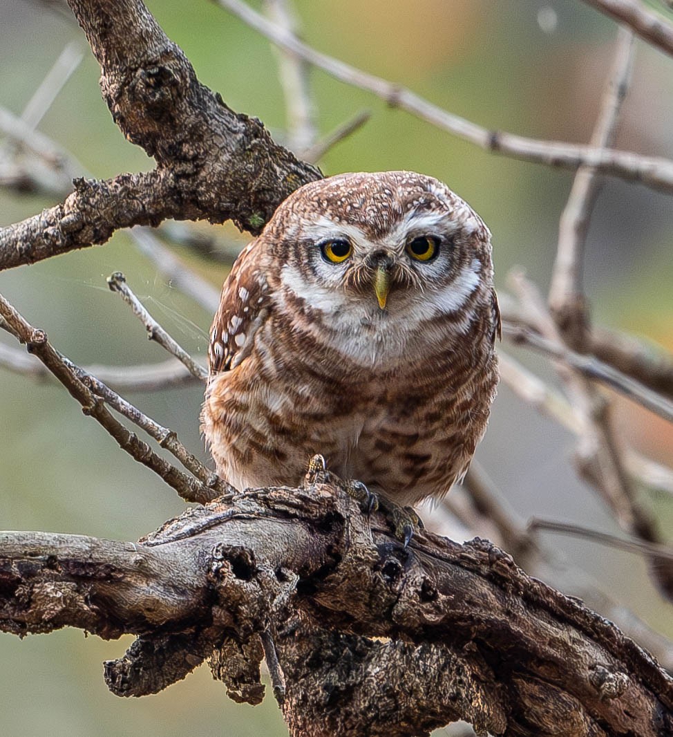 Spotted Owlet - ML619766710