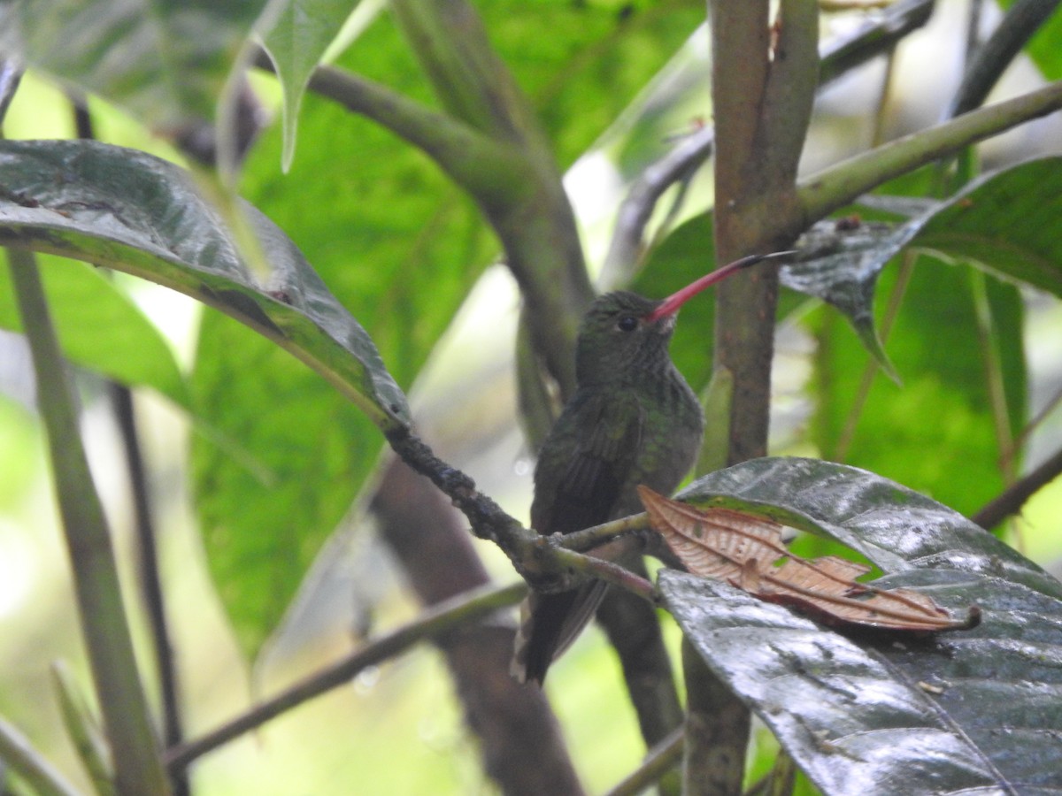 Rufous-tailed Hummingbird - ML619766797