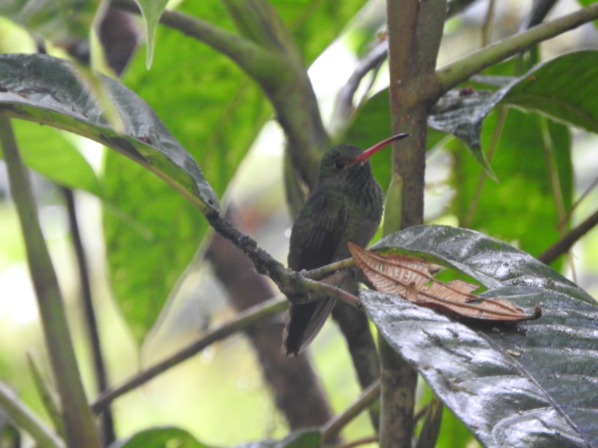 Rufous-tailed Hummingbird - ML619766798