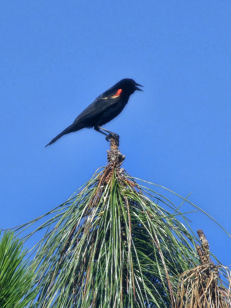 Red-winged Blackbird - ML619766819