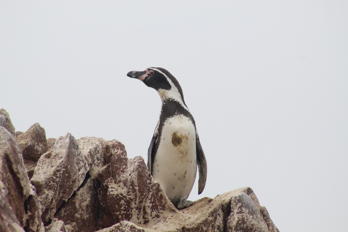 Humboldt Penguin - ML619766866