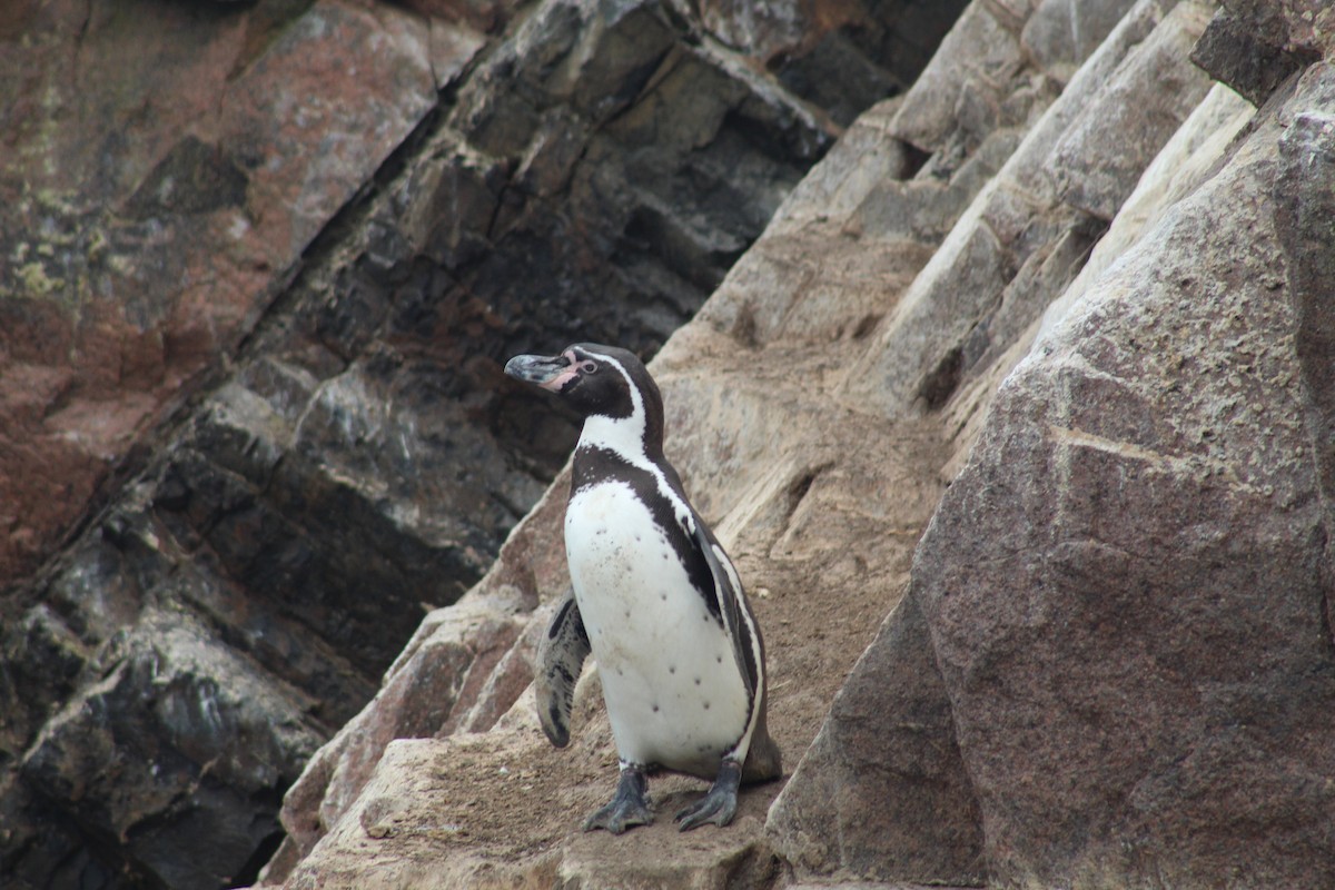 Humboldt Penguin - ML619766868