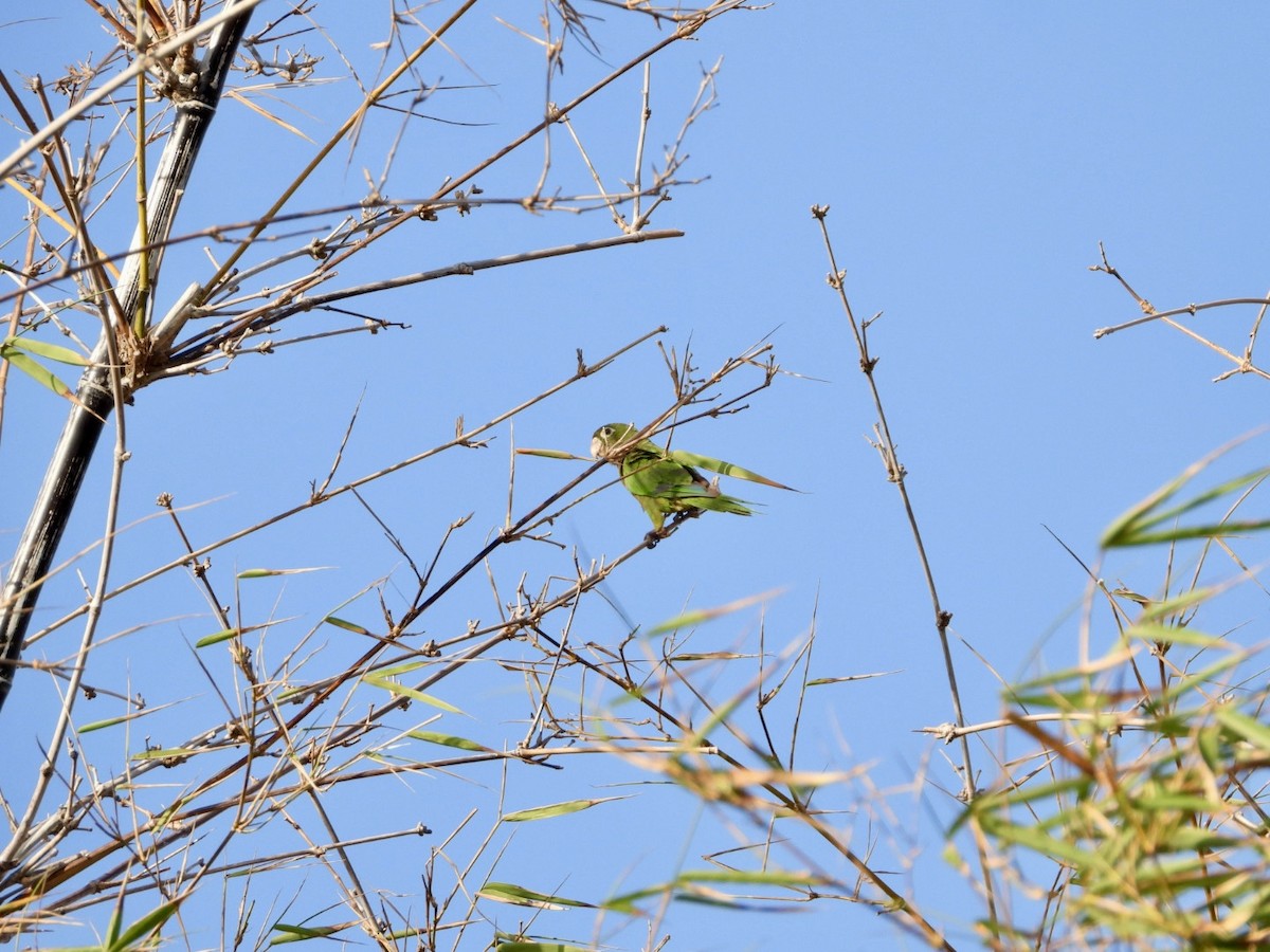 Olive-throated Parakeet - ML619766870