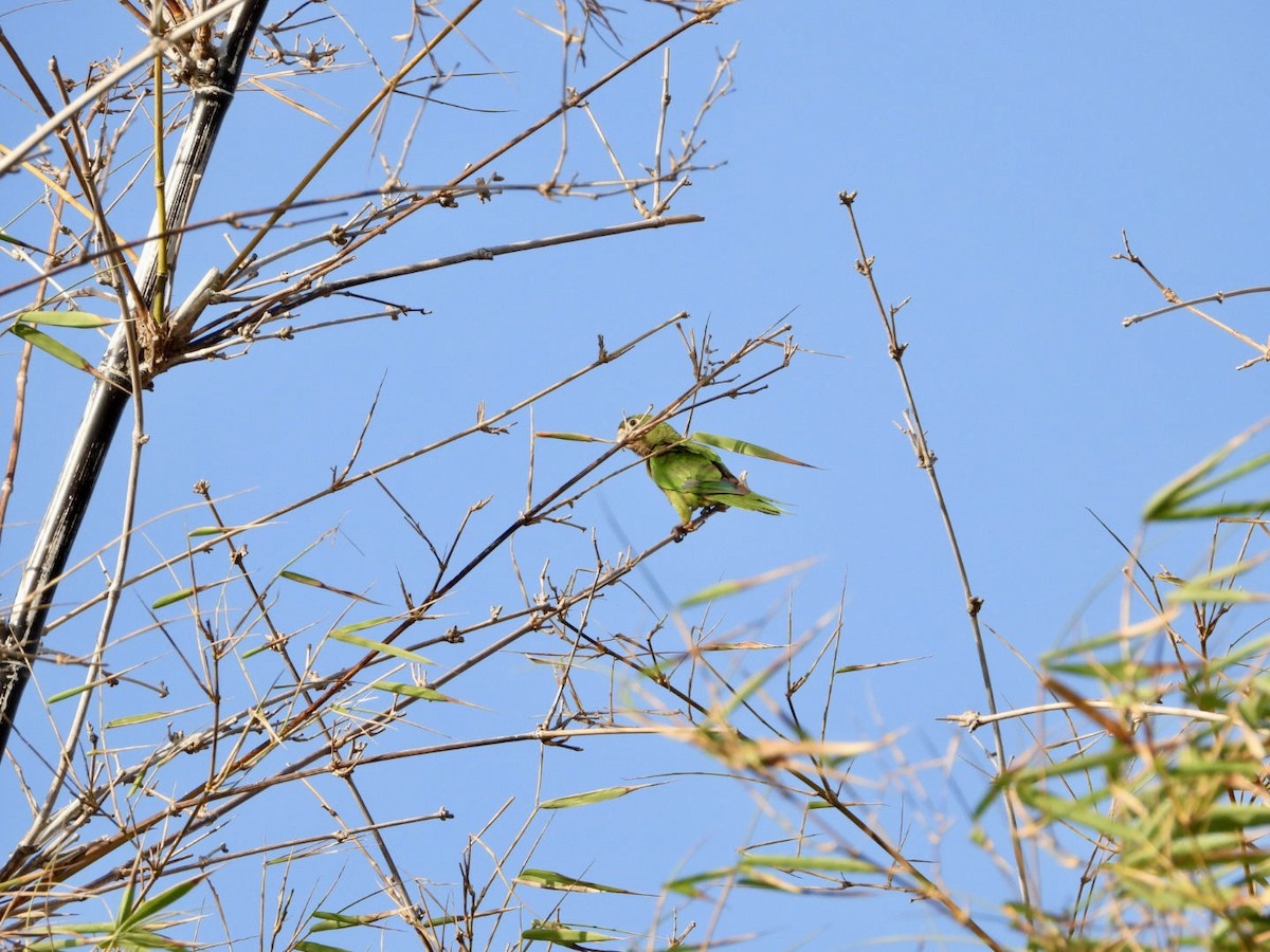 Olive-throated Parakeet - ML619766871