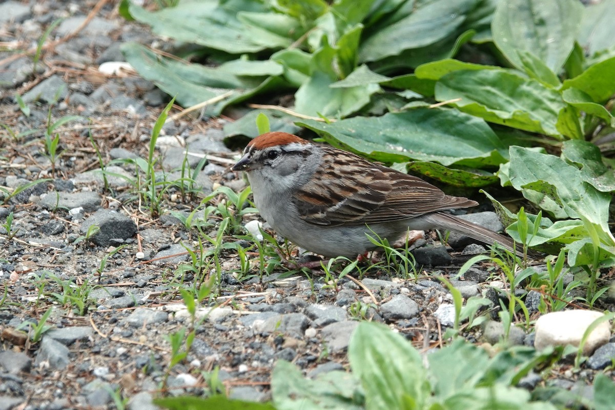 Chipping Sparrow - ML619766873