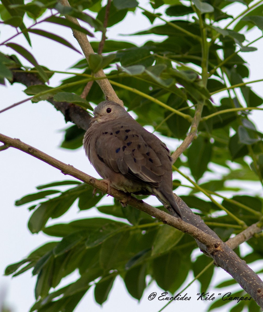 Plain-breasted Ground Dove - ML619766947