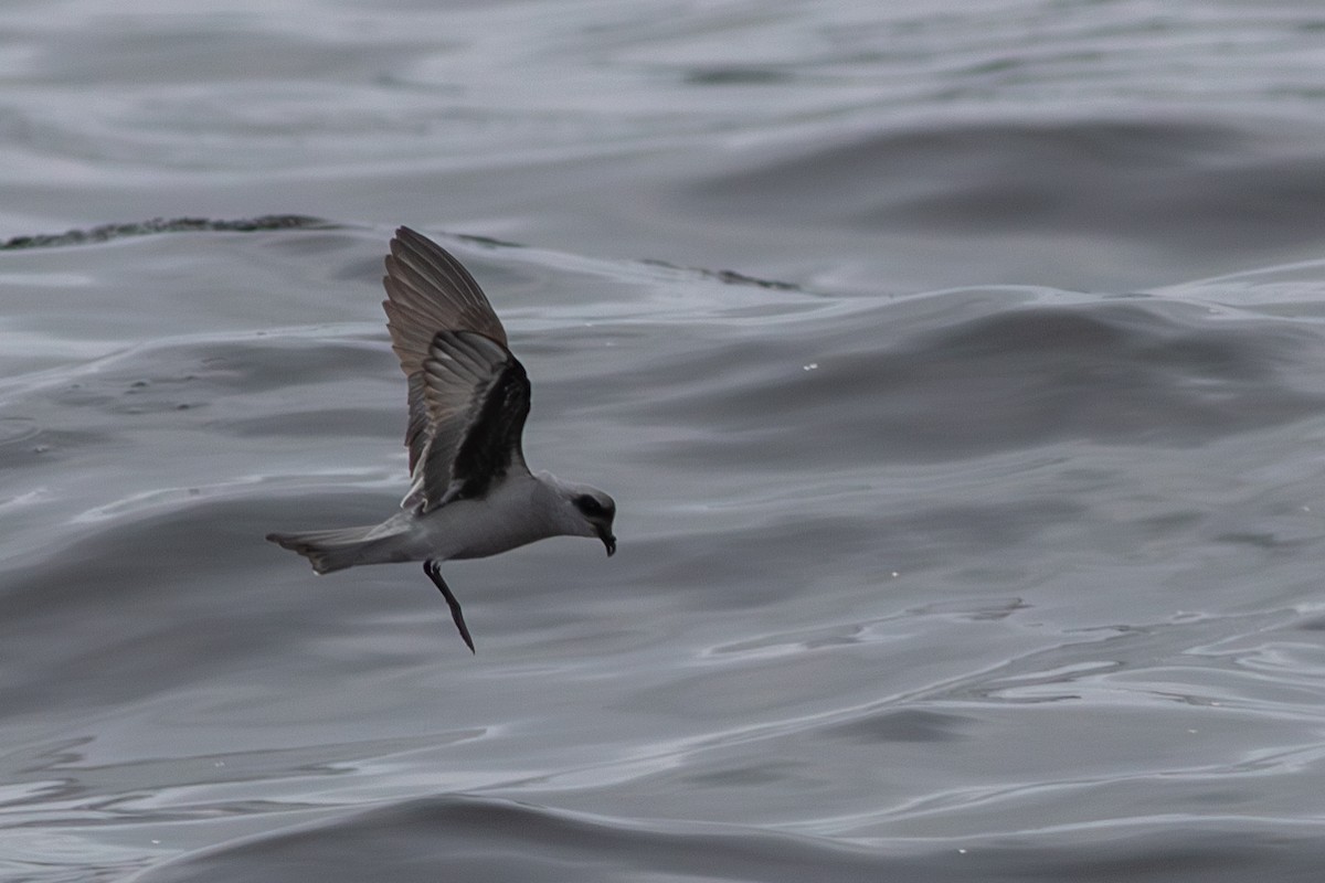 Fork-tailed Storm-Petrel - ML619767051