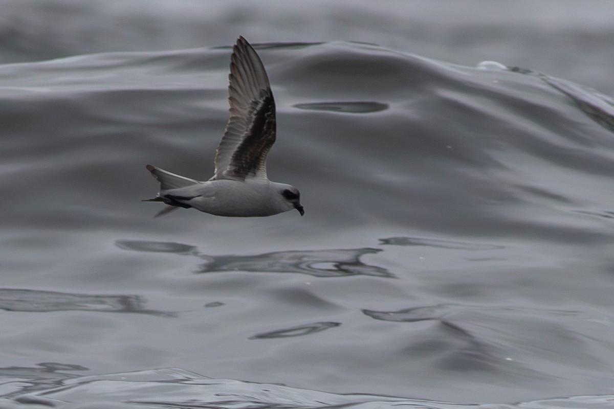 Fork-tailed Storm-Petrel - ML619767052