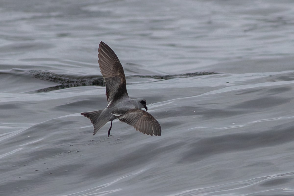 Fork-tailed Storm-Petrel - ML619767053