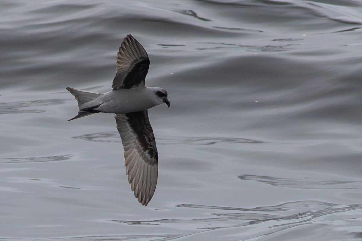 Fork-tailed Storm-Petrel - ML619767054