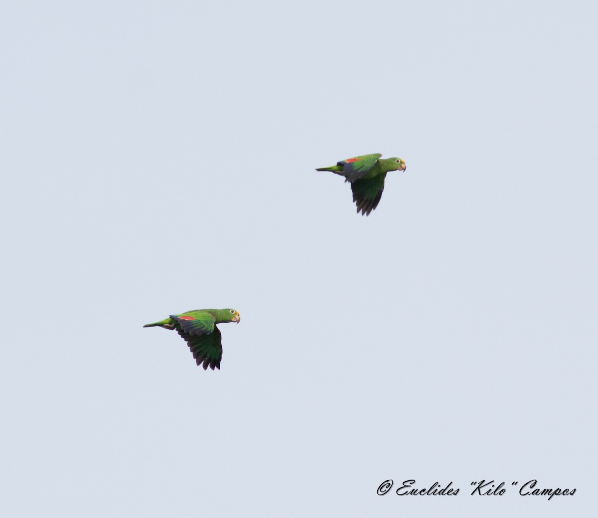 Yellow-crowned Parrot - ML619767055