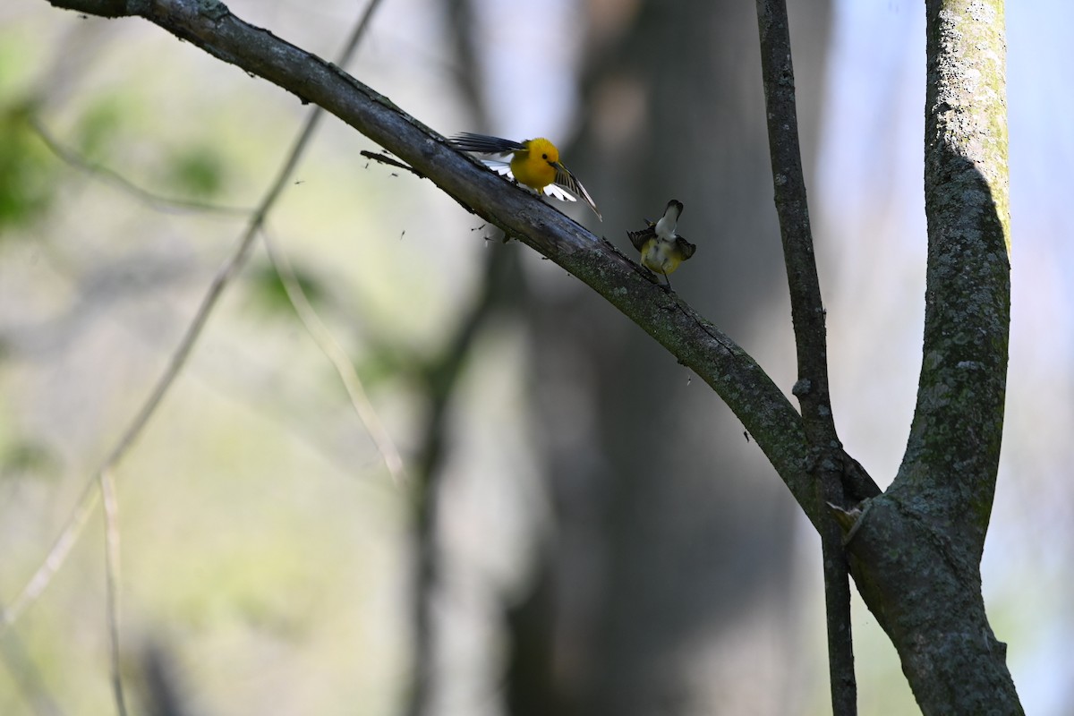 Prothonotary Warbler - ML619767106